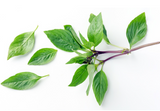406737 SAV. Chilled Thai Basil 100g