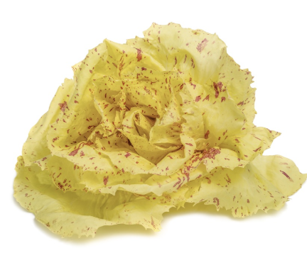 421575 SAV. Chilled Single Castelfranco Lettuce