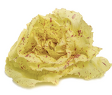 421575 SAV. Chilled Single Castelfranco Lettuce