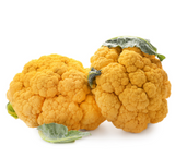 482364 SAV. Single Yellow Cauliflower