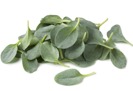 405149 SAV. Oyster Leaf 30g, 25pcs