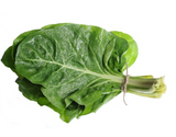 461799 SAV. Swiss Chard 1kg