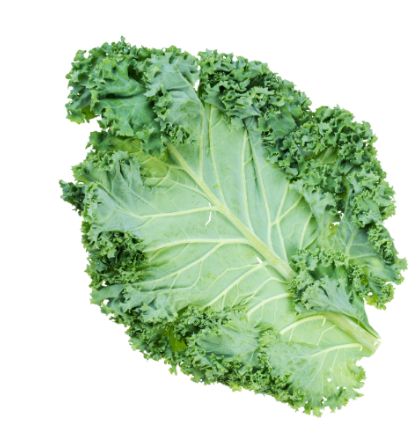 478703 SAV. Green Curly Kale 1kg