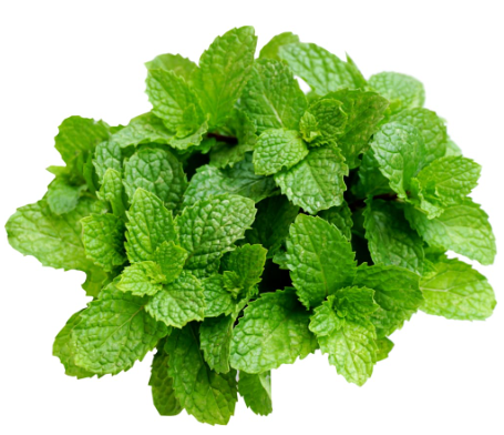 419216 SAV. Mint Bulk 1kg