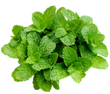 419216 SAV. Mint Bulk 1kg
