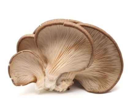 427632 SAV.  Oyster Mushrooms Bulk 1.5kg