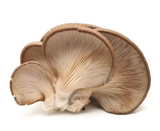 427632 SAV.  Oyster Mushrooms Bulk 1.5kg