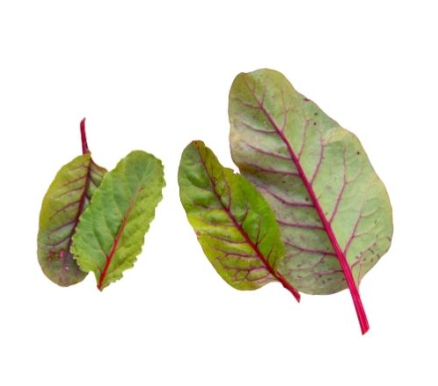 488297 SAV. Baby Red Chard Leaf 1kg