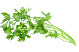 416709 SAV. Coriander Bulk 1kg