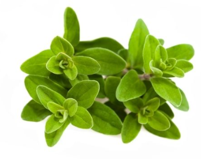 439657 SAV. Marjoram Bulk 1kg