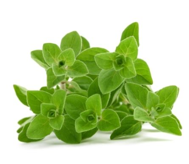479401 SAV. Oregano Bulk 1kg