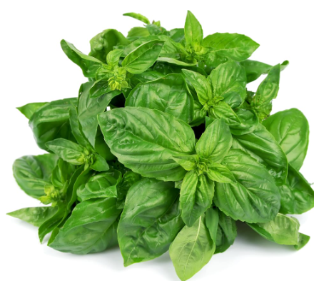 415545 SAV. Basil Bulk 1kg
