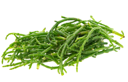 497900 SAV. Samphire 1kg