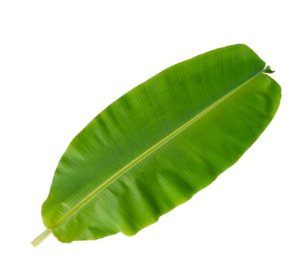 497478 SAV.  Banana Leaf 1kg