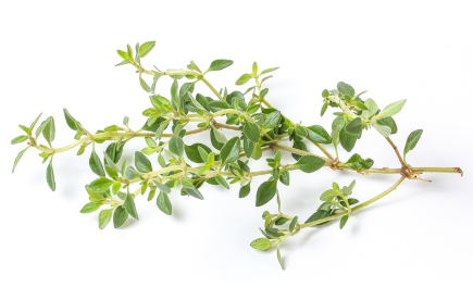 428074 SAV. Lemon Thyme Bulk 1kg