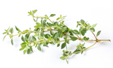 428074 SAV. Lemon Thyme Bulk 1kg