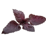 456029 SAV.  Red Basil Bulk 1kg