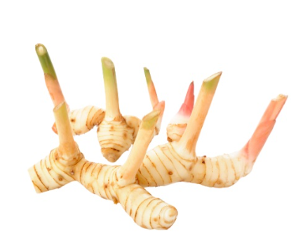 453532 SAV. Galangal 1.5kg