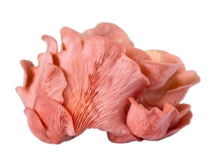 415985 SAV. Pink Oyster Mushrooms Bulk 1.5kg