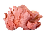 415985 SAV. Pink Oyster Mushrooms Bulk 1.5kg