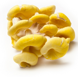 454206 SAV. Yellow Oyster Mushrooms Bulk 1.5kg