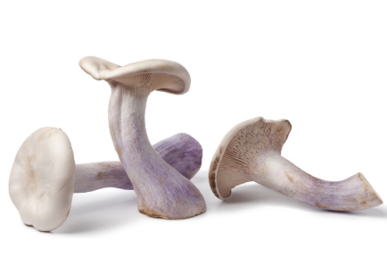SAV. Pied Bleu Mushrooms Bulk 1.5kg