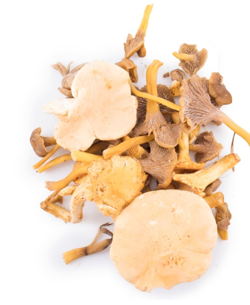 SAV. Mixed Wild Mushrooms VIP 1kg