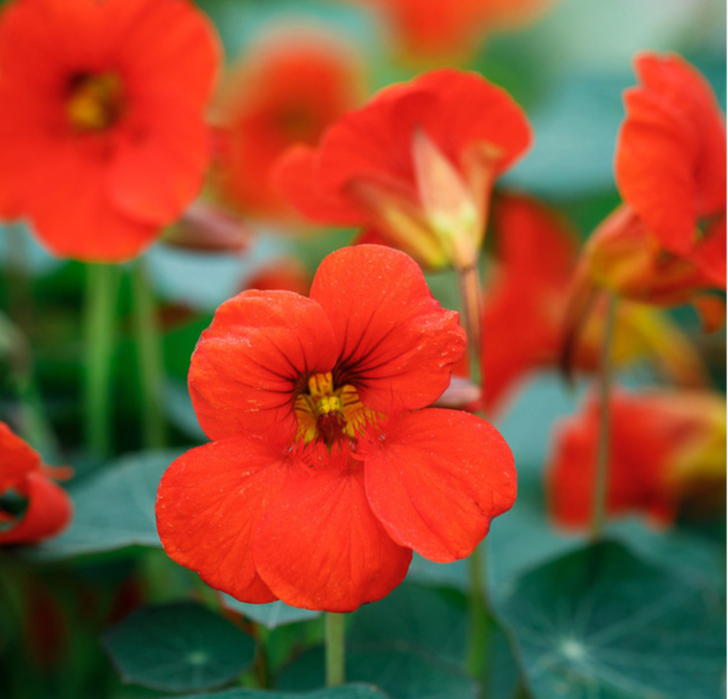 Red  Viola Pkt