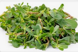 SUP. Micro Sea Purslane 100g