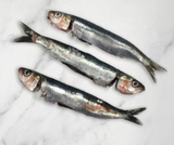 2010 STICK. Sardine Fresh Scaled & Gutted MSC  Kg