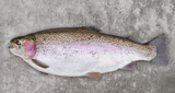 CHAP. Whole Chalk Trout priced in kilos