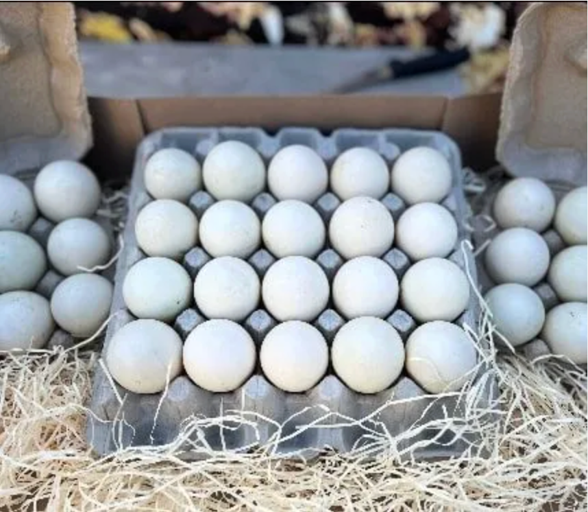 CHAPEL. Eggs Ducks 1x20 tray