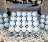CHAPEL. Eggs Ducks 1x20 tray