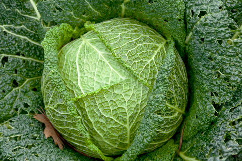 Elite. Savoy Cabbage