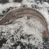 STICK.  Hake Whole Scaled,Gilled & Gutted 3-4Kg