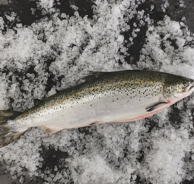 STICK.  Salmon Farmed Superior Scaled Gilled & Gutted Whole 5-6kg