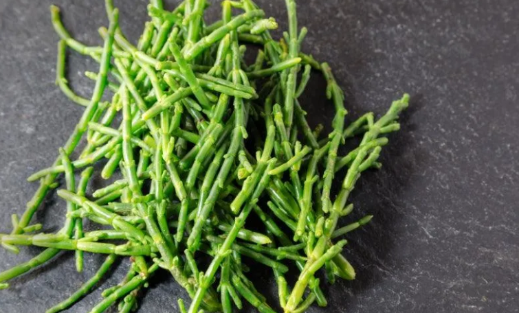 581  STICK. Samphire Grass 1kg
