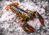 3462 STICK. Lobster Native Live 1-2kg