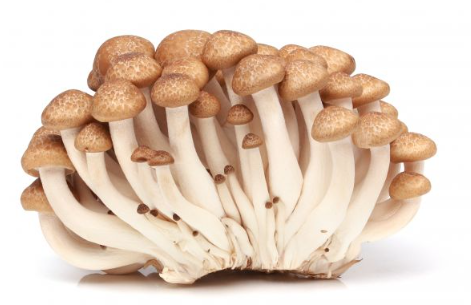 NAT. Mushroom Hon Shimeji Brown 150g