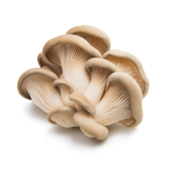 NAT. Mushroom Oyster 1.5kg Tray