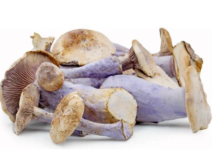 NAT. Mushroom Pied Bleu 1kg