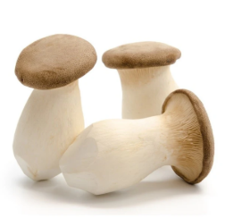 NAT. Mushroom King Oyster 4kg