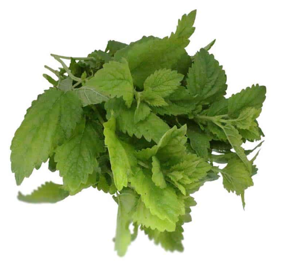 NAT. Lemon Balm Bunch