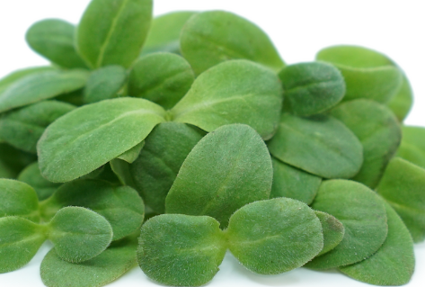 NAT. Micro Borage Pkt