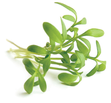 NAT. Micro Greek Cress pkt