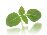 NAT. Micro Greek Basil pkt