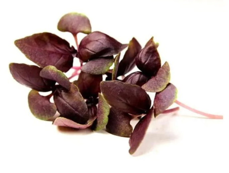 NAT. Micro Red Basil pkt