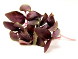 NAT. Micro Red Basil pkt