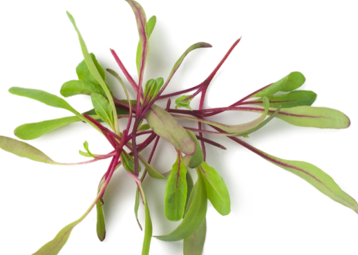 NAT. Micro Red Chard pkt