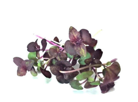 NAT. Micro Red Shiso (Perilla) pkt